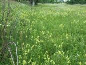 Рис. 1.7.104. Місцезростання вужачки звичайної в низині острові Муромець. Фото… Рис. 1.7.104. Місцезростання вужачки…