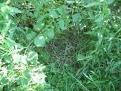 Рис. 1.7.105. Місцезростання вужачки на Троєщинських луках. Щоб побачити… Рис. 1.7.105. Місцезростання вужачки…