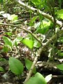 Рис. 1.7.107. Вужачка в умовах вологого заплавного лісу в урочищі Покал. Фото… Рис. 1.7.107. Вужачка в умовах…