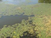 Рис. 1.7.10. Водяний горіх у затоці на південь від Московського мосту. Фото І.… Рис. 1.7.10. Водяний горіх у затоці на…