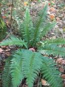 Ophioglossum_vulgatum Ophioglossum_vulgatum