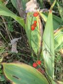 Рис. 1.7.113. Конвалія травнева, урочище Дубище. Фото І. Парнікози, 2013 р. Рис. 1.7.113. Конвалія травнева,…