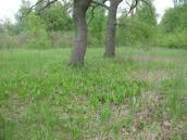 Ophioglossum_vulgatum Ophioglossum_vulgatum