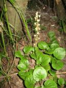 Рис. 1.7.117. Грушанка круглолиста – невеличкий заплавний ліс в урочищі… Рис. 1.7.117. Грушанка круглолиста –…