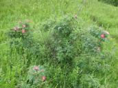 Ophioglossum_vulgatum Ophioglossum_vulgatum