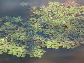 Рис. 1.7.11. Скарб долини Дніпра – водяний горіх біля узбережжя урочища… Рис. 1.7.11. Скарб долини Дніпра –…