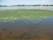 Рис. 1.7.12. Змішані зарості водяного горіха та глечиків жовтих біля узбережжя… Рис. 1.7.12. Змішані зарості водяного…