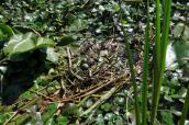 Рис. 1.7.13. Гніздо білощокого крячка на чилімятниках. Фото Н. Атамась, 2012 р. Рис. 1.7.13. Гніздо білощокого крячка…