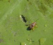 Рис. 1.7.19. Лататтевий листоїд – це не шкідник, а бажаний корм для багатьох… Рис. 1.7.19. Лататтевий листоїд – це…