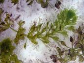 Рис. 1.7.22. Таємнича і рідкісна водна комахоїдна рослина – альдрованда… Рис. 1.7.22. Таємнича і рідкісна водна…