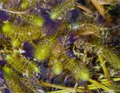 Рис. 1.7.23. Здалеку альдрованда може бути подібна до інших рослин, так що… Рис. 1.7.23. Здалеку альдрованда може…