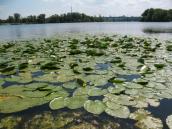 Рис. 1.7.25. Зарості глечиків жовтих в урочищі Запісоччя Південне. Фото І.… Рис. 1.7.25. Зарості глечиків жовтих в…