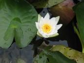 Рис. 1.7.28. Латаття сніжно-біле. Фото І. Парнікози, 2012 р. Рис. 1.7.28. Латаття сніжно-біле. Фото…