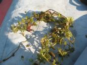 Рис. 1.7.30. Водяний жовтець круглолистий, острів Ольжин. Фото І. Парнікози,… Рис. 1.7.30. Водяний жовтець…