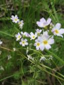 Рис. 1.7.32. Плавушник болотяний вражає чудовими білими квітками,… Рис. 1.7.32. Плавушник болотяний…