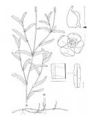 Рис. 1.7.35. Рдесник кучерявий, за (Rothmaler, 2009) Рис. 1.7.35. Рдесник кучерявий, за…