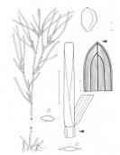 Рис. 1.7.37. Рдесник сплюснутий, за (Rothmaler, 2009) Рис. 1.7.37. Рдесник сплюснутий, за…