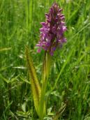 Рис. 1.7.40. Пальчатокоренник мясо-красный, пигментированная особь. Пятна… Рис. 1.7.40. Пальчатокоренник…