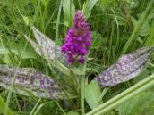 Рис. 1.7.41. Пальчатокоренник майский. Пятна четко выражены, темные,… Рис. 1.7.41. Пальчатокоренник майский.…