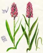 Рис. 1.7.42. В популяциях пальчатокоренника мясо-красного встречаются как… Рис. 1.7.42. В популяциях…