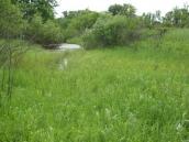 Рис. 1.7.43. Местопроизрастание пальчатокоренника мясо-красного на острове… Рис. 1.7.43. Местопроизрастание…