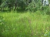 Рис. 1.7.46. Местопроизрастание пальчатокоренника мясо-красного на… Рис. 1.7.46. Местопроизрастание…