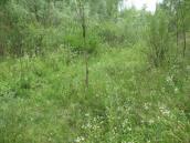 Рис. 1.7.47. Местопроизрастание пальчатокоренника мясо-красного на Троещинских… Рис. 1.7.47. Местопроизрастание…