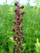 Рис. 1.7.48. Ятрышник клопоносный – орхидея с запахом насекомых, остров Муромец Рис. 1.7.48. Ятрышник клопоносный –…