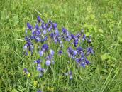 Рис. 1.7.55. Цветут петушки сибирские, Осокорковские луга Рис. 1.7.55. Цветут петушки сибирские,…