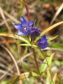 Рис. 1.7.58. Горечавка обыкновенная, Осокорковские луга Рис. 1.7.58. Горечавка обыкновенная,…