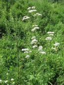 Рис. 1.7.72. Валериана лекарственная, Троещинская пойма Рис. 1.7.72. Валериана лекарственная,…
