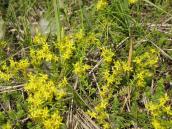 Рис. 1.7.87. Заяча капуста шестирядна, острів коси Оболонської затоки Рис. 1.7.87. Заяча капуста шестирядна,…