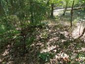 Рис. 1.7.91. Місцезростання гронянки багатороздільної в спонтанному листяному… Рис. 1.7.91. Місцезростання гронянки…