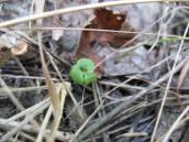 Рис. 1.7.92. Молодий екземпляр гронянки багатороздільної – це той самий… Рис. 1.7.92. Молодий екземпляр…