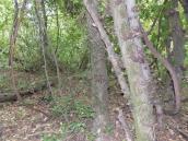 Рис. 1.7.93. Місцезростання гронянки багатороздільної в спонтанному лісі на… Рис. 1.7.93. Місцезростання гронянки…