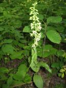 Рис. 1.7.94. Коручка чемерникова в умовах заплавного лісу острова Покал. Фото… Рис. 1.7.94. Коручка чемерникова в…