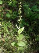 Рис. 1.7.95. Коручка чемерникова з локусу Д, популяція заплавного лісу урочища… Рис. 1.7.95. Коручка чемерникова з…