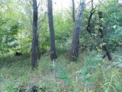 Рис. 1.7.96. Місцезростання одного з локусів популяції коручки чемерникової в… Рис. 1.7.96. Місцезростання одного з…