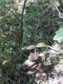 Рис. 1.7.97. Усохлий екземпляр коручки чемерникової в заплавному урочищі… Рис. 1.7.97. Усохлий екземпляр коручки…