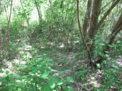 Рис. 1.7.98. Місцезростання коручки чемерникової в урочищі Вітовська. Фото І.… Рис. 1.7.98. Місцезростання коручки…