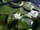 Snow-white Water Lily, Nymphaea…