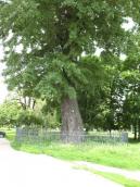 Рис. 1.8.6. Інколи можна почути, що тополі та верби мовляв недовговічні і їх… Рис. 1.8.6. Інколи можна почути, що…