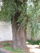 Рис. 1.8.8. Верба біла, рештки Микільської Слобідки, лівобережжя, Київ. Фото… Рис. 1.8.8. Верба біла, рештки…