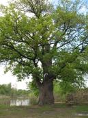 Рис. 1.8.19. «Дуб на Синій Воді» – патріарх Жукового острова Рис. 1.8.19. «Дуб на Синій Воді» –…