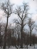 Рис. 1.8.29. Група вікових чорних тополь на острові Венеціанський Рис. 1.8.29. Група вікових чорних…