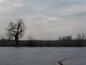 «Гнілецька верба» на берегу озера Гнилуша.Фото І. Парінкози, 2012 р. «Гнілецька верба» на берегу озера…