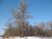 Рис. 1.8.38. Охорони потребують також добре збережені осокірники за участю… Рис. 1.8.38. Охорони потребують також…