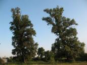 Рис. 1.8.39. Старі осокори на північ від ст. м. Славутич (район вул. Іжевської) Рис. 1.8.39. Старі осокори на північ…