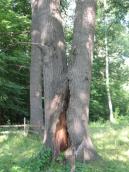 Рис. 1.8.43. Один і з вікових дубів в урочищі Західний Бичок Рис. 1.8.43. Один і з вікових дубів в…