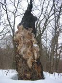 Рис. 1.8.44. Віковий дуб спалений на території заказника Жуків острів Рис. 1.8.44. Віковий дуб спалений на…